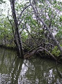 PICT0718 mangrove